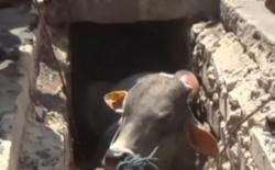 Video Sapi Kurban Kabur Masuk Gorong-Gorong di Semarang