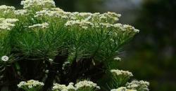 Indahnya Padang Edelweiss di Tegal Alun Puncak Papandayan, Terluas se-Asia