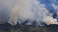 Puluhan Hektare Lahan Hutan Gunung Sumbing Hangus Terbakar