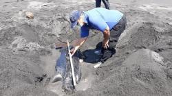 Penyu Belimbing Kembali Ditemukan Mati di Pantai Imorenggo dengan Luka Sayatan
