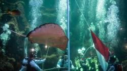 Penyelam Gelar Upacara HUT RI di Kolam Raksasa Sea World Ancol