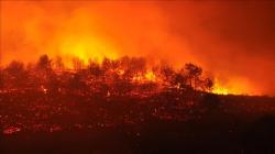 Kebakaran Hutan Landa 4 Wilayah Turki, 23 Helikopter dan 250 Tank Dikerahkan