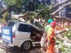 Satu Tewas Tertimpa Pohon di Universitas Pancasila, Ini Identitasnya