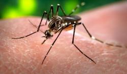 Kasus Chikungunya di Kediri Meningkat di Tengah Pandemi Covid-19