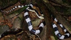 3 Kasus Gigitan Berbisa Ular Weling Resahkan Warga, Kakek hingga Balita Tewas