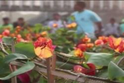 Mengupas Tanaman Penyerap Polusi Jakarta, dari Lidah Mertua sampai Bougenville