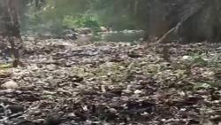 Begini Kondisi Tumpukan Sampah di Sungai Kalibaru Bogor Dapat Diinjak Warga