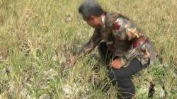 237 Hektare Padi dan Jagung Gagal Panen, Petani Kendal Rugi Ratusan Juta Rupiah
