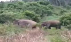 Hutan di Riau Terbakar, 2 Kawanan Gajah Masuk Pemukiman Warga