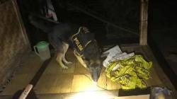 Selidiki Kematian Gadis Baduy Korban Pemerkosaan, Polisi Kerahkan Anjing Pelacak