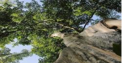 Mengintip Keunikan Hutan Purba Dusun Permatan, Ada Pohon Raksasa Usia 3,5 Abad