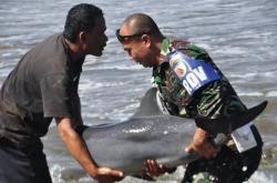 Detik-Detik Prajurit TNI Selamatkan Lumba-Lumba di Pantai Klatak Tulungagung