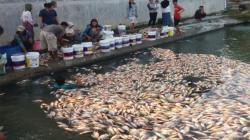 Ribuan Ikan Bawal di Sleman Mati akibat Saluran Air Ditutup Orang Tak Dikenal