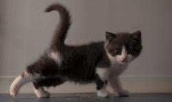 Lucunya, Ini Kucing Hasil Kloning Pertama di Dunia Senilai Rp500 Juta