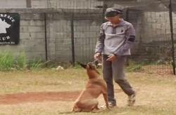 Video Tips Memahami Jenis Anjing Ganas dan Menghadapi Serangan
