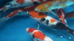 Kejuaraan Koi Hias di Bandung Masuk Rekor Dunia, Diikuti 4.467 Ekor Ikan