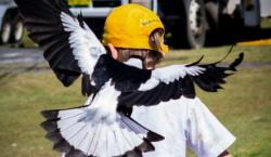 Pengendara Sepeda Motor Tewas Diserang Burung Gagak