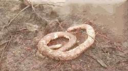 Banyak Satwa Mati Terbakar akibat Karhutla di Kotawaringin Timur, Terbanyak Ular