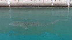 4 Tim Disiapkan dalam Misi Selamatkan Hiu Paus di Kanal PLTU Paiton Probolinggo<