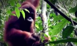 Video Puluhan Orang Utan Jadi Korban Kebakaran Hutan di Palangkaraya