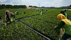 Konsesi Lahan di Ibu Kota Baru Dicabut, Ini Kata Perusahaan Sukanto Tanoto