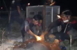 Video Orang Utan Terjebak Kebakaran Dievakuasi Petugas BKSDA