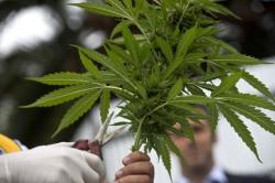 Canberra Jadi Kota Pertama di Australia yang Bolehkan Warganya Isap Ganja