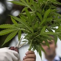 Polres Metro Bekasi Tangkap Kurir yang Akan Edarkan Ganja 200 Kg saat Tahun Baru