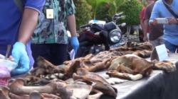 Detik-Detik Polisi Bongkar Perdagangan Kulit Harimau Sumatera Bernilai Puluhan Juta Rupiah