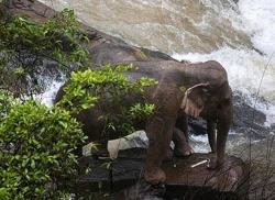 6 Gajah Liar Tenggalam usai Jatuh ke Air Terjun di Thailand