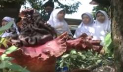Video Bunga Bangkai Tumbuh di Halaman SDN Kayuringin Bekasi