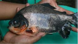 Puluhan Ton Bawal Siap Panen di Banjarmasin Mati Akibat Kurang Oksigen