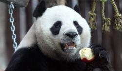 Warganet China Marah Panda yang 'Dipinjam' Thailand Mati, Ternyata Kena Serangan Jantung