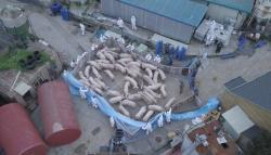 Korsel Kirim Sniper ke Perbatasan Korut untuk Tembaki Babi Hutan