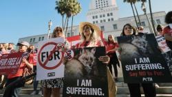 California Jadi Negara Bagian Pertama AS yang Larang Produk Bulu Binatang