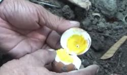 Video Fenomena Tanah Panas di Jombang Hebohkan Warga