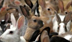 Kelinci Jadi Sumber Daging Sehat Baru bagi Afrika di Masa Depan