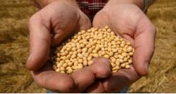 Hari Pangan Sedunia: Krisis Pangan Menghantui Bumi, Nasib Petani Kian Tak Menentu