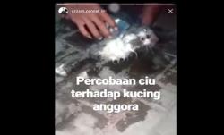 Kasus Kucing Mati Dicekoki Ciu, Polisi: Memang Ada Kandungan Alkohol