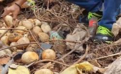 Video Warga Samarinda Temukan 33 Butir Telur Ular Sanca di Lahan Kosong