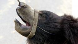 Buron 6 Tahun, Pemburu yang Dikenal karena Gemar Makan Alat Kelamin Beruang Ditangkap