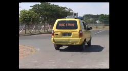 Akibat Cuaca Panas, Ratusan Burung Liar Serbu Bandara Juanda