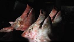 Petugas Gagalkan Penyelundupan 1,2 Ton Daging Celeng dari Sumatera ke Jawa 