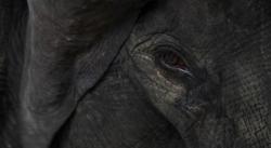 TKI Tewas Diinjak-injak Gajah di Perkebunan Malaysia