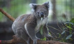 Ratusan Ekor Koala Dikhawatirkan Mati akibat Kebakaran Hutan di Australia