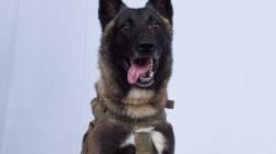 Warga Cipongkor KBB Resah Diteror Kawanan  Anjing Liar, 8 Diserang dan Terluka