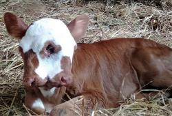 Viral, Anak Sapi Punya Dua Mulut dan Tiga Kelopak Mata Gegerkan Warga Bantul