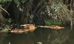 Video Ratusan Bangkai Babi Mengambang Keluarkan Bau di Sungai Bedera Medan