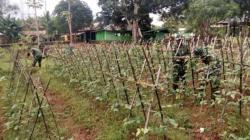 Prajurit TNI di Perbatasan RI-PNG Manfaatkan Lahan Kosong untuk Bercocok Tanam