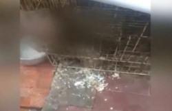 Video Viral 6 Anak Anjing Pitbull Melepuh Disiram Cairan Kimia
